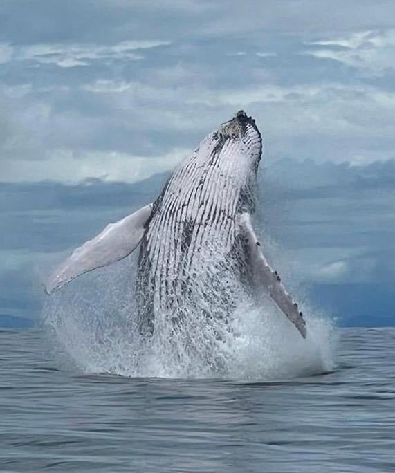 Baleine à bosse sautant hors de l’eau au large de la péninsule d’Osa