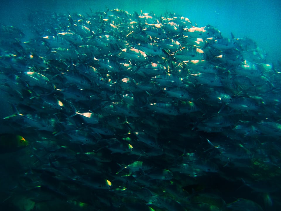 School of fish in clear water at Caño Island