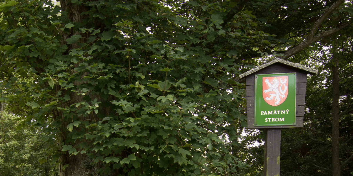 Arboristé a specialisté