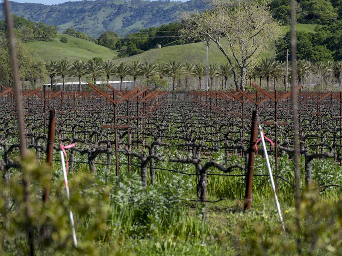 Estate vineyard rows with the Suisun Valley hills in the background