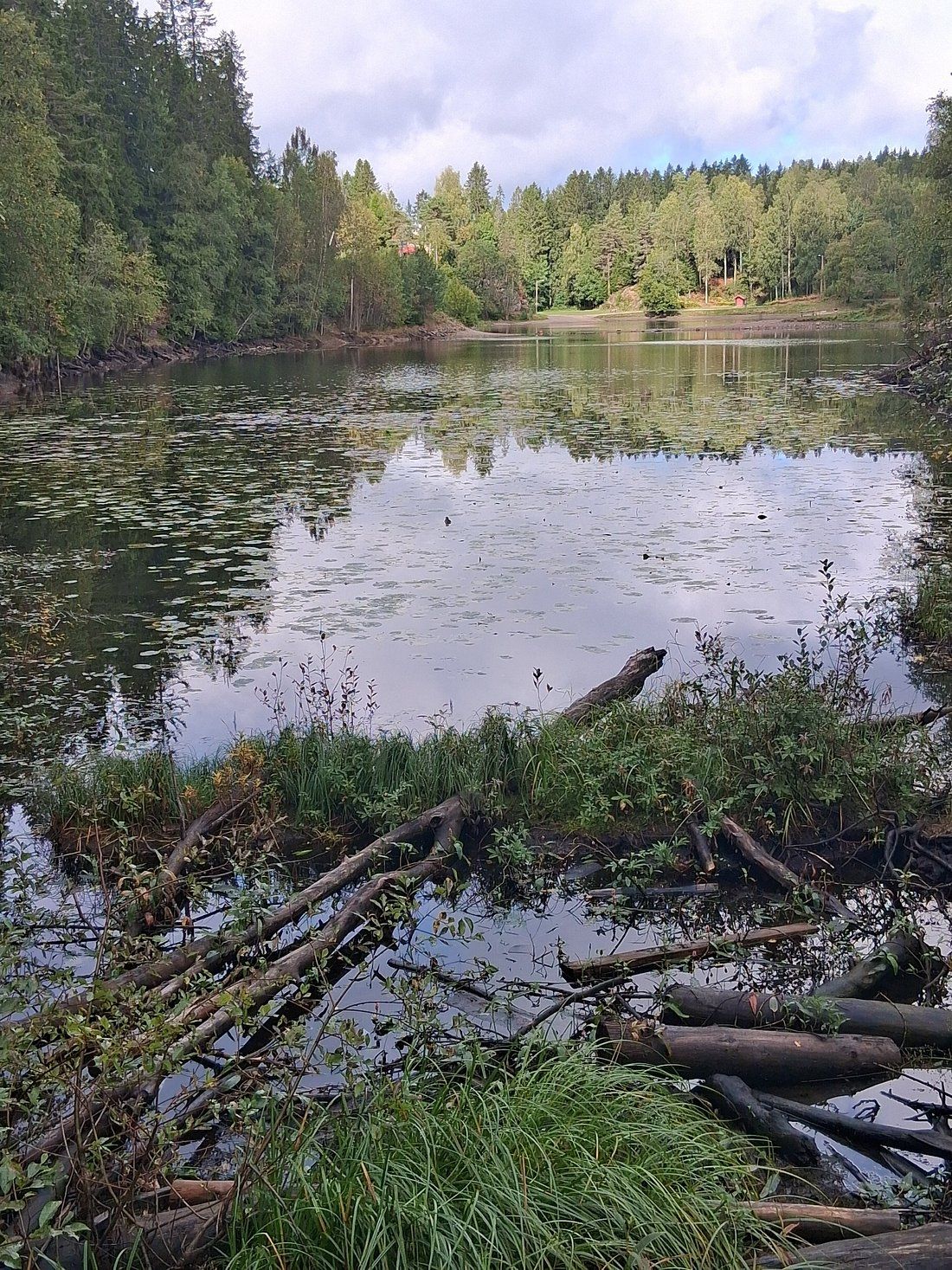 Peaceful forest lake in Oslo surrounded by trees and trails