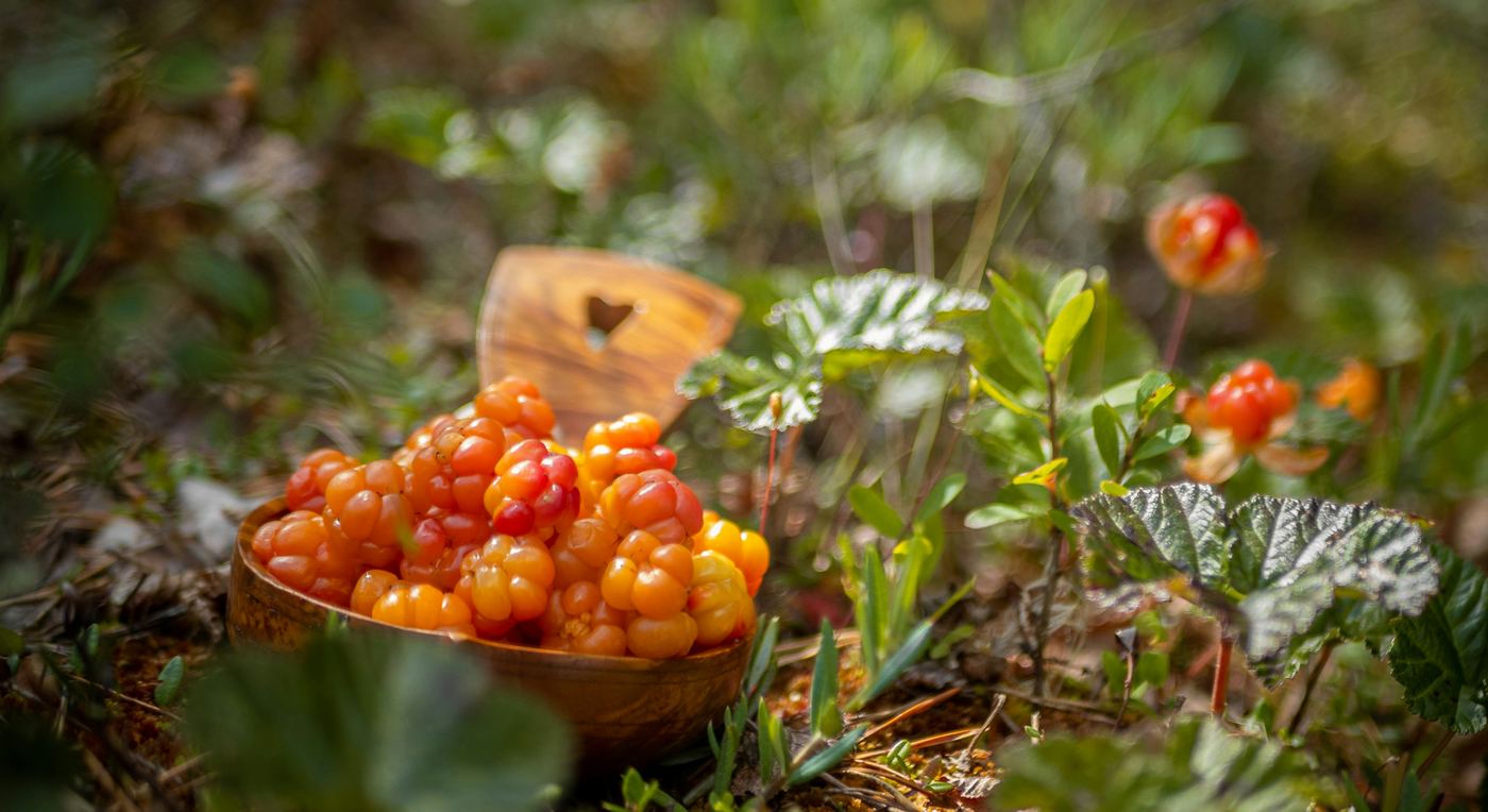 Golden cloudberries picked in a wooden cup surrounded by forest greenery