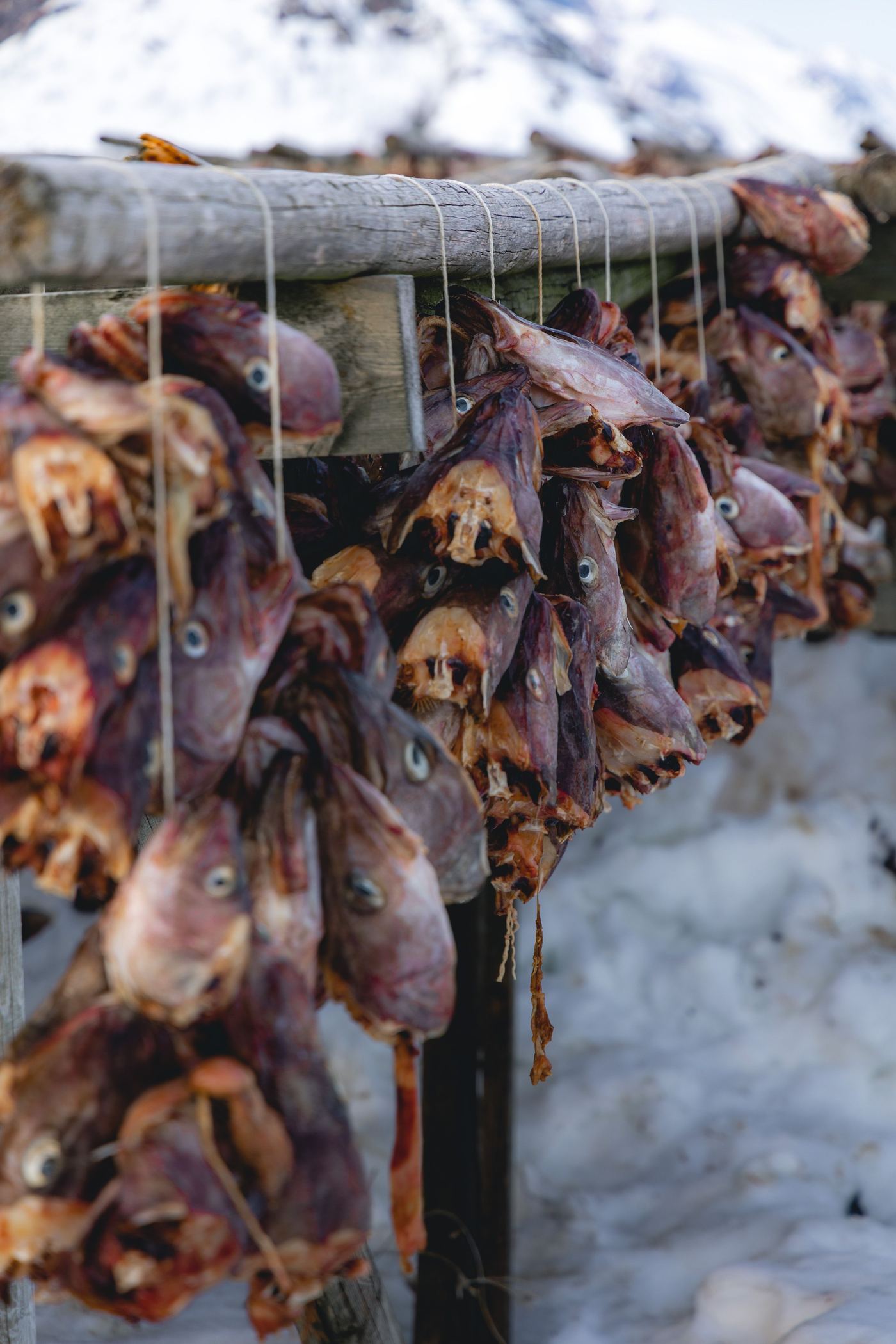 Cod heads hung on wooden drying racks in the snow, stockfish drying in the Arctic air of northern Norway