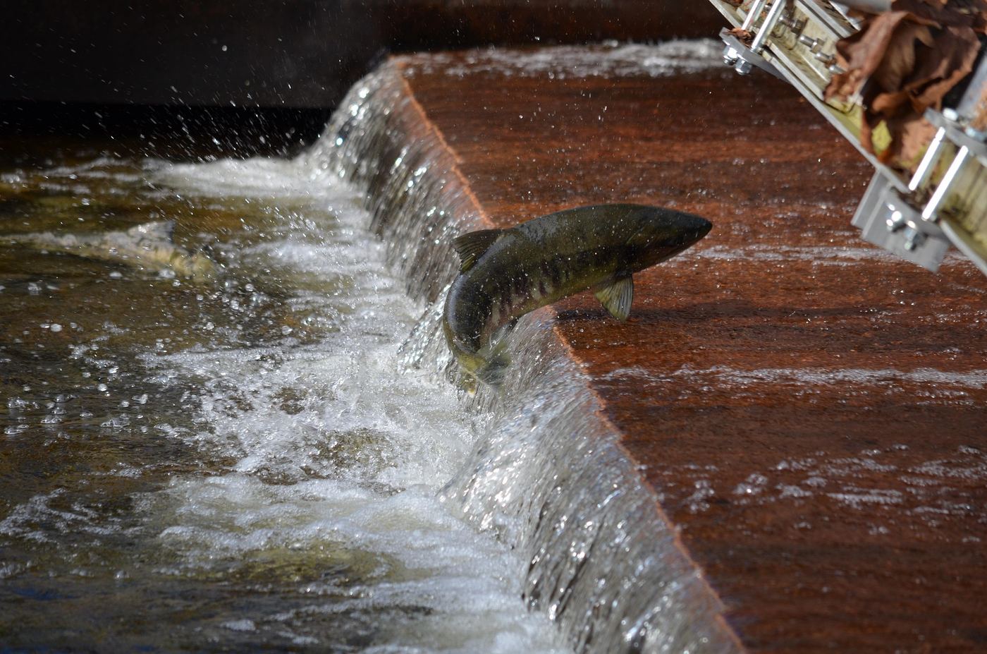A salmon leaping up a fish ladder in rushing water