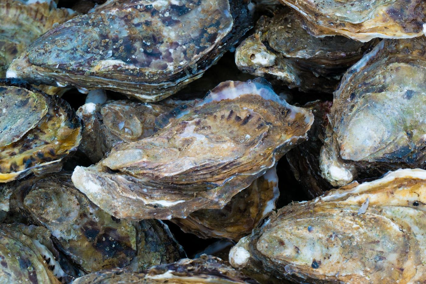 Fresh oyster shells piled together