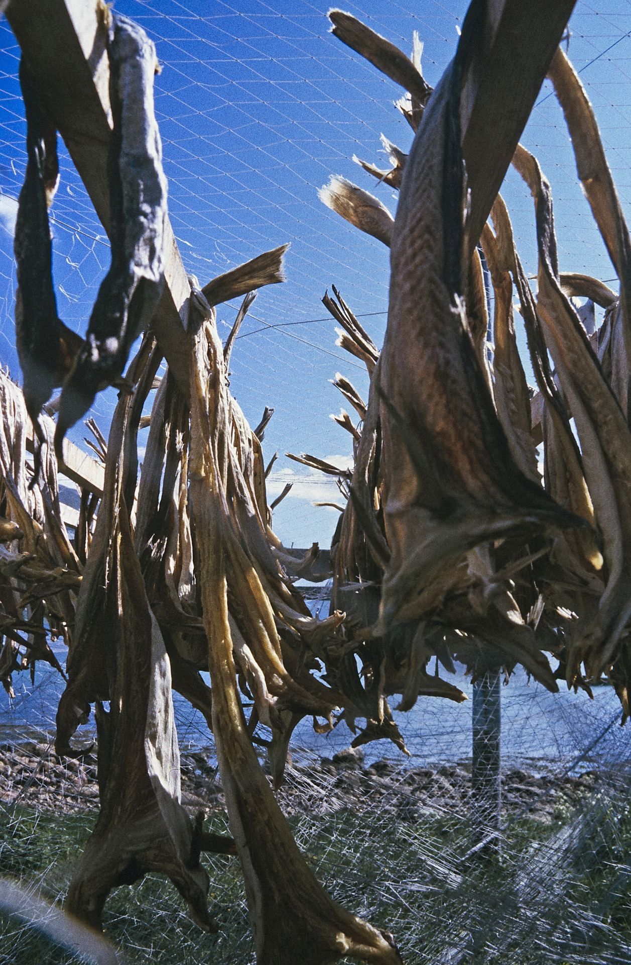 Stockfish cod hanging to dry in the open air