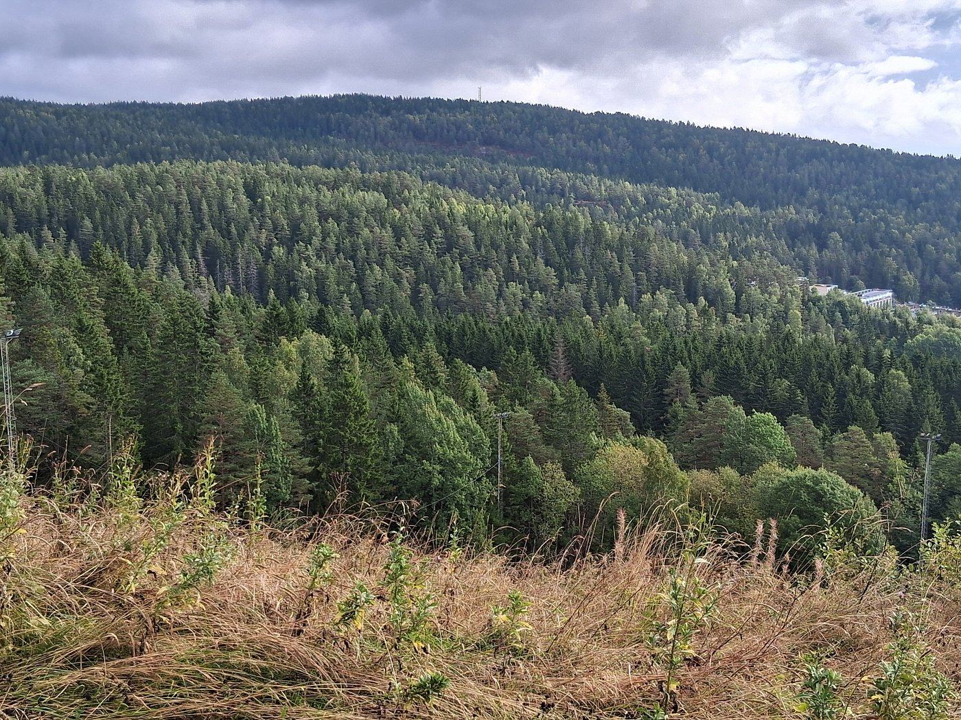 Forest slopes above Oslo with views over the city