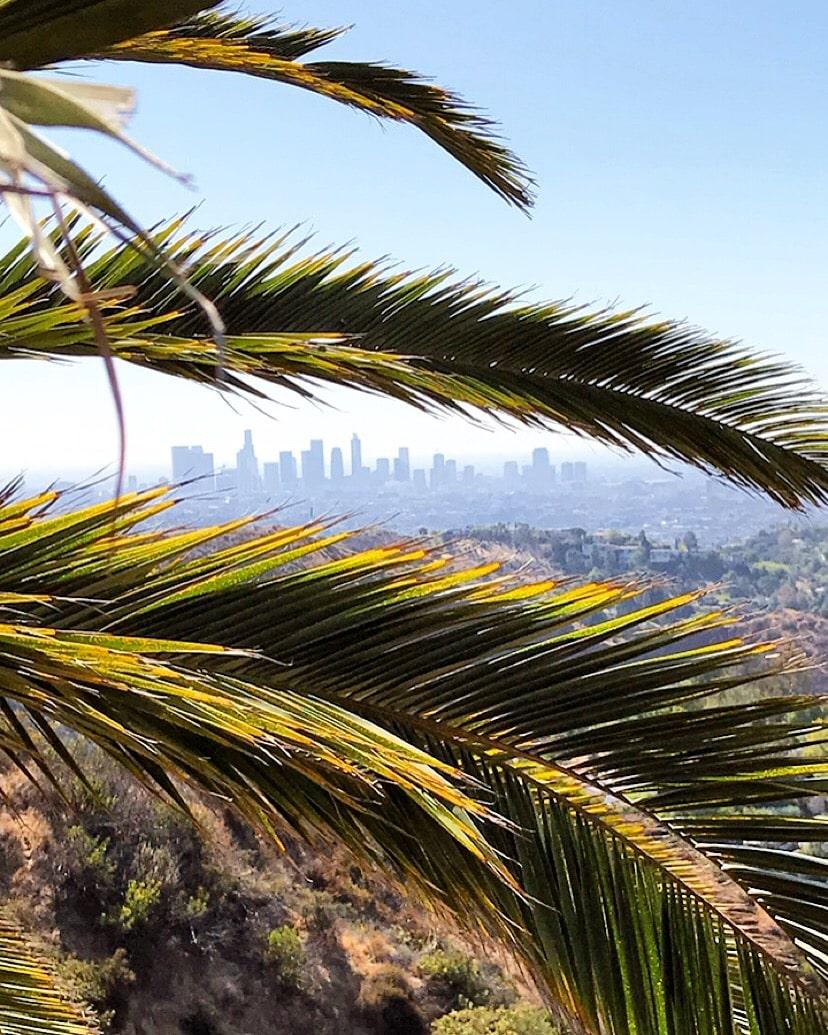 Palm-fringed Australian city skyline