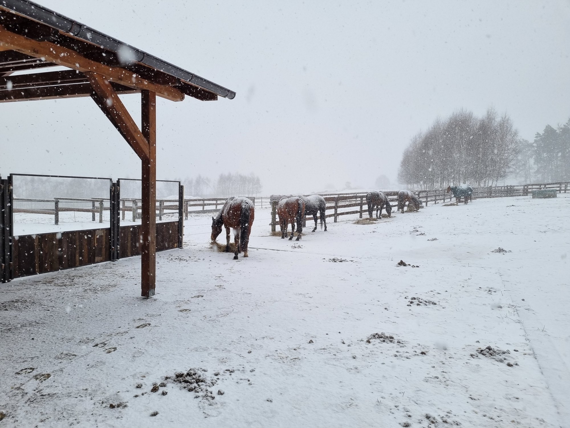 Antiparazitární program