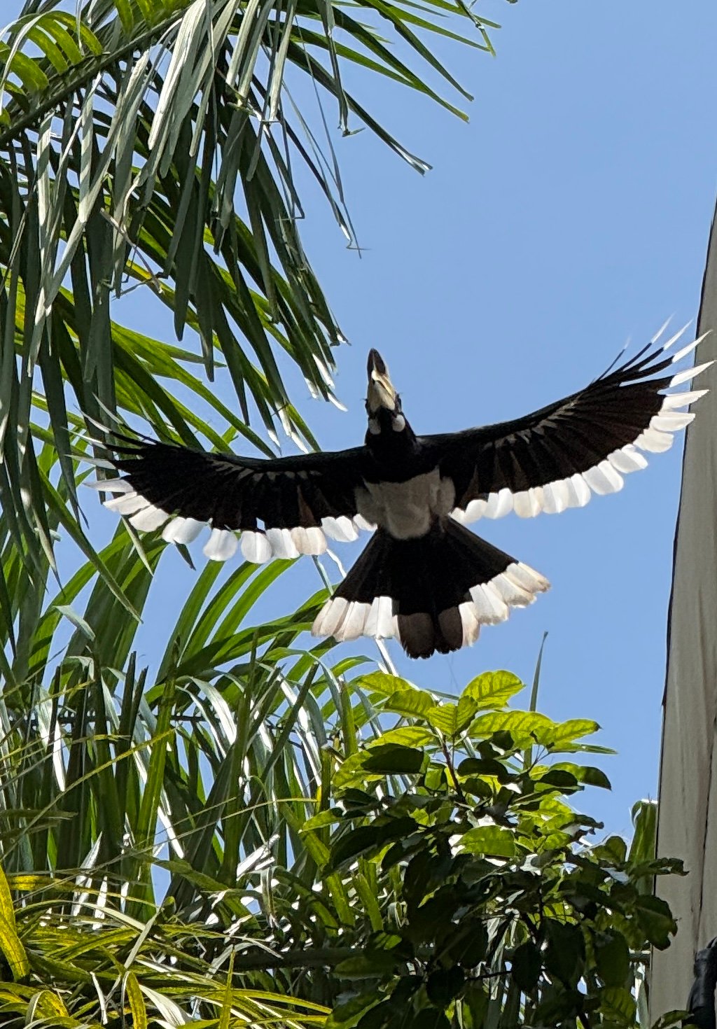 An oriental pied hornbill in flight over palms