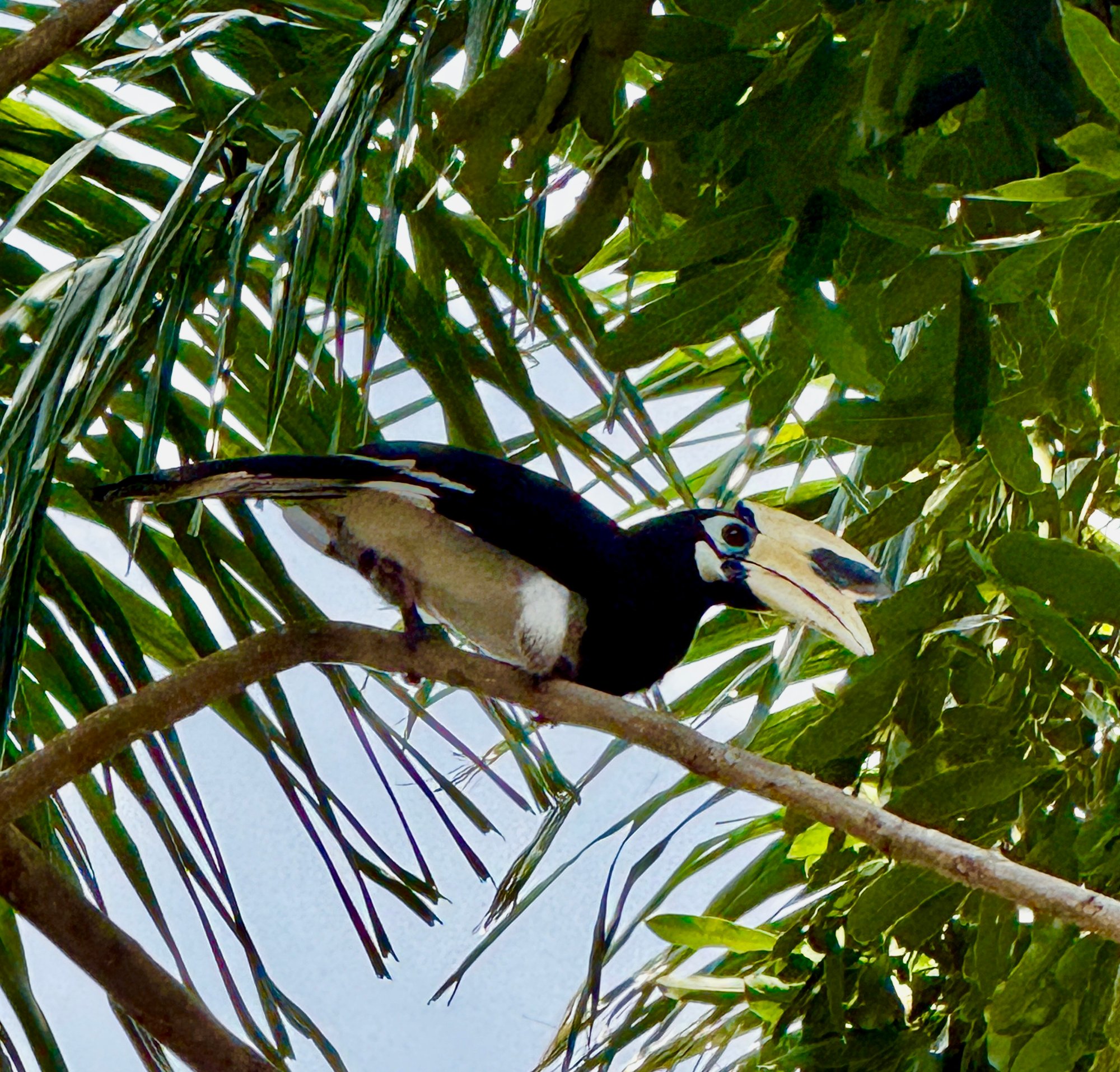 An oriental pied hornbill perched on a branch