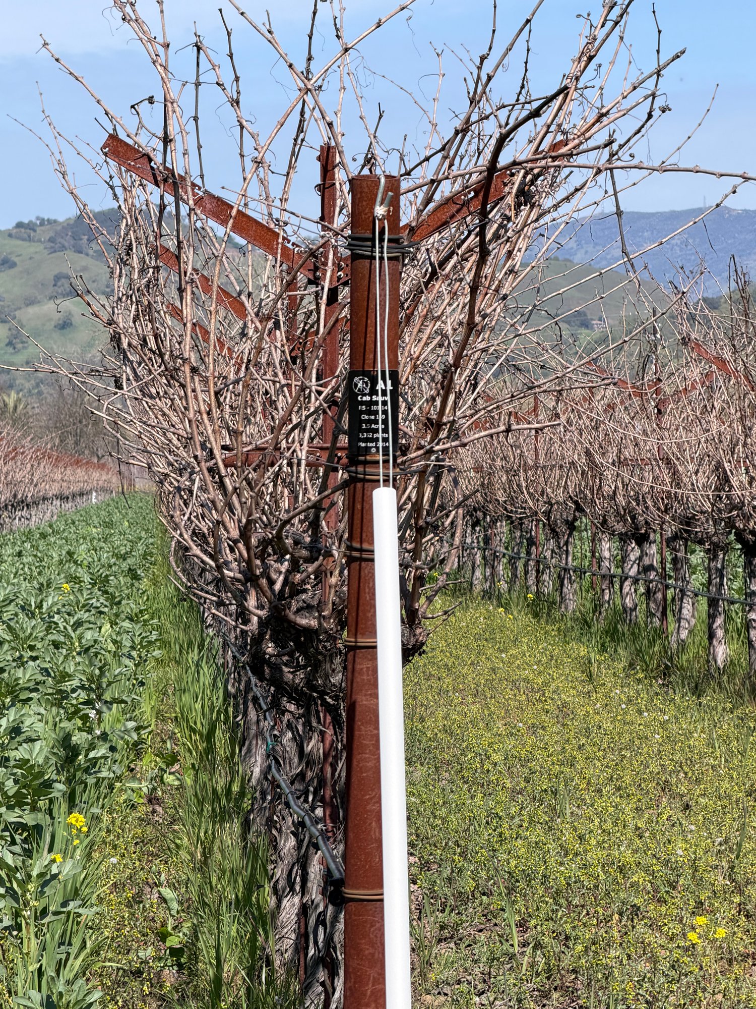 Cabernet Sauvignon vines at Anselmo Damonte Estate, Suisun Valley California — estate grown Cabernet grapes