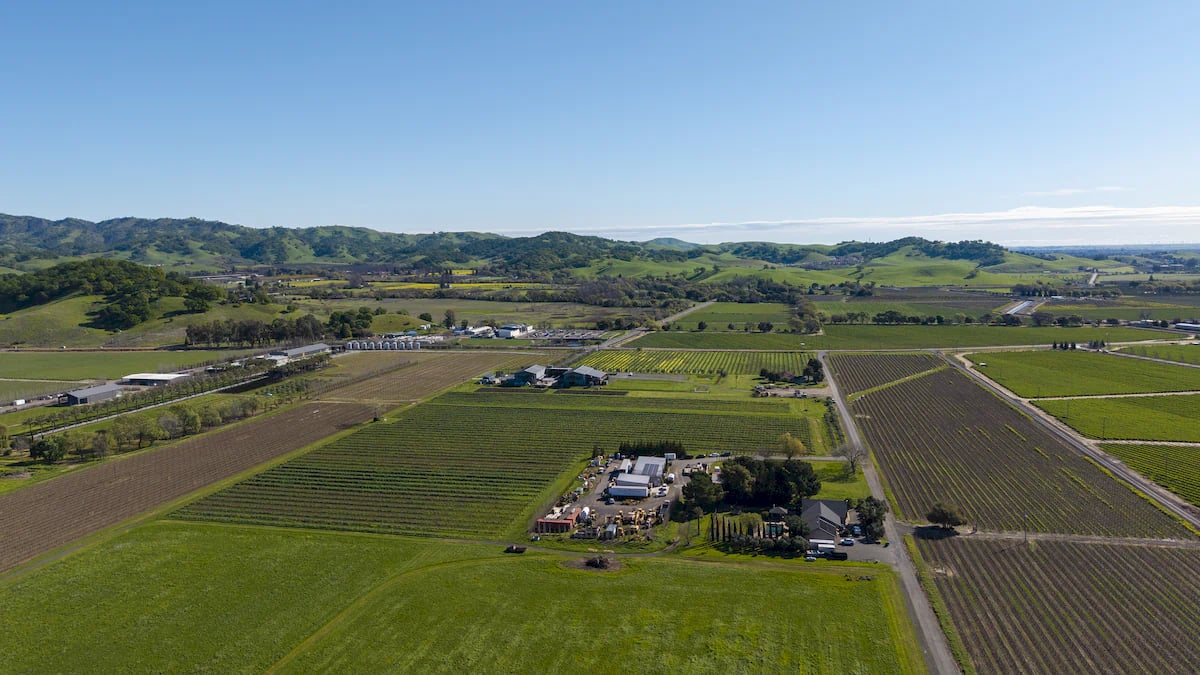 Anselmo Damonte Estate — Cellar Craft