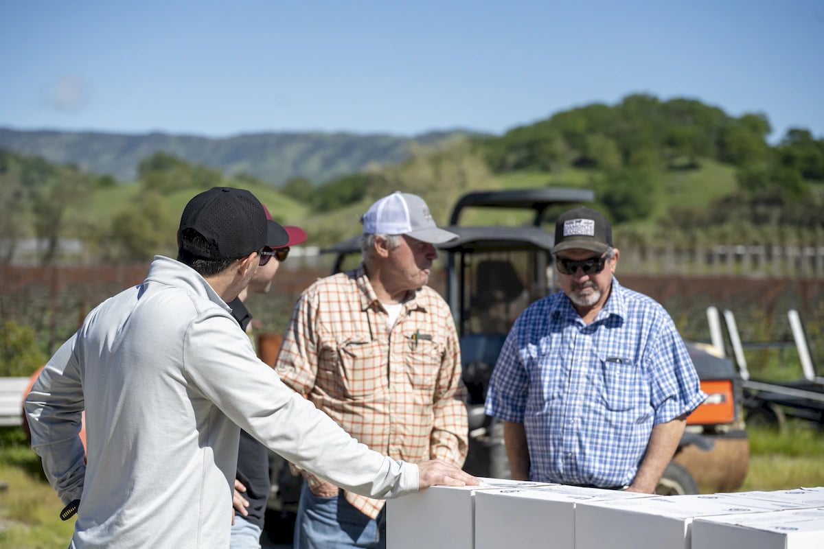 Anselmo Damonte Estate — Vineyard Sunset