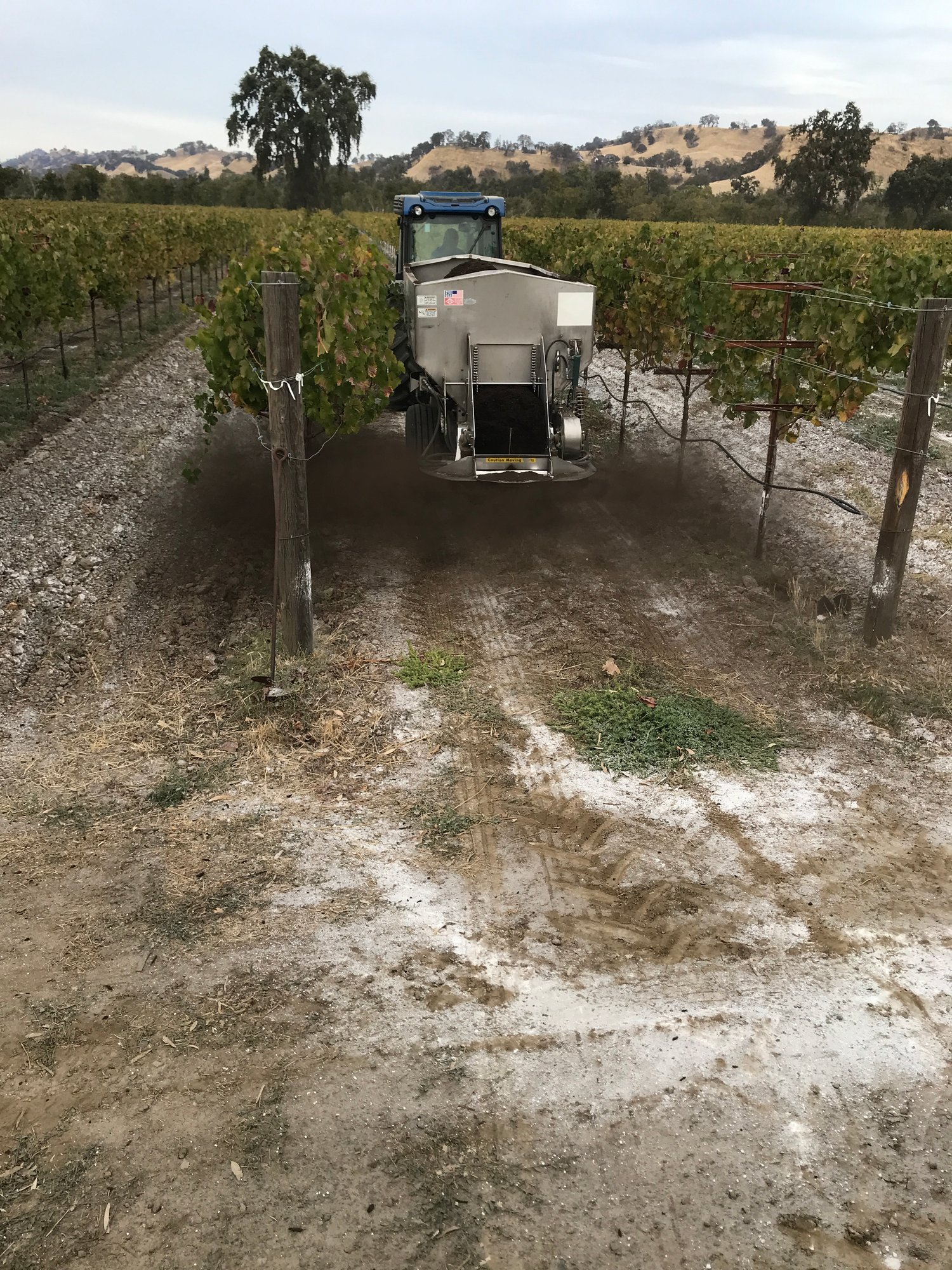 Spreading compost in the vineyard at Anselmo Damonte Estate, Suisun Valley California — sustainable farming practices