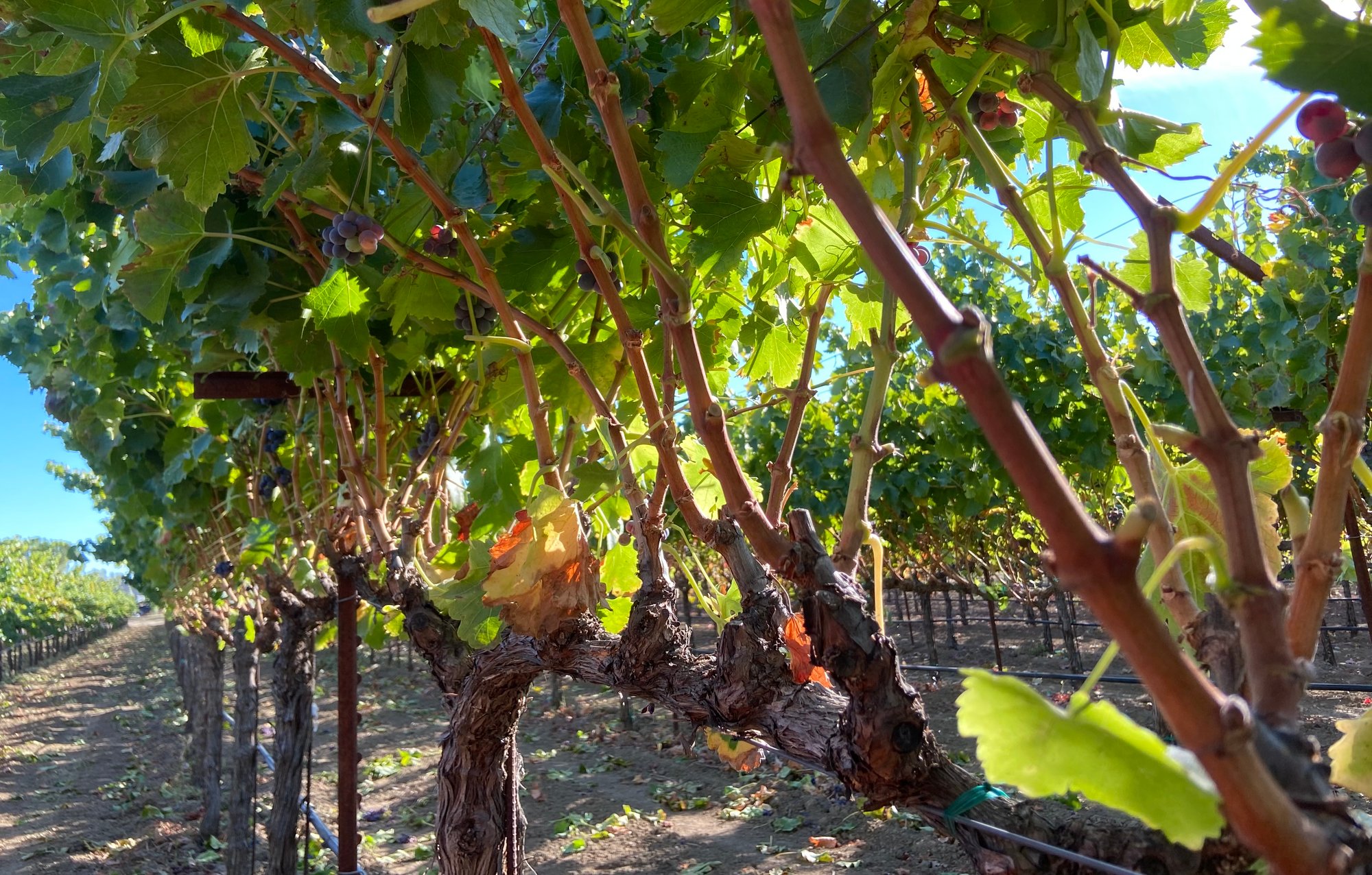 Petite Sirah vines after harvest at Anselmo Damonte Estate, Suisun Valley California — post-harvest vineyard care