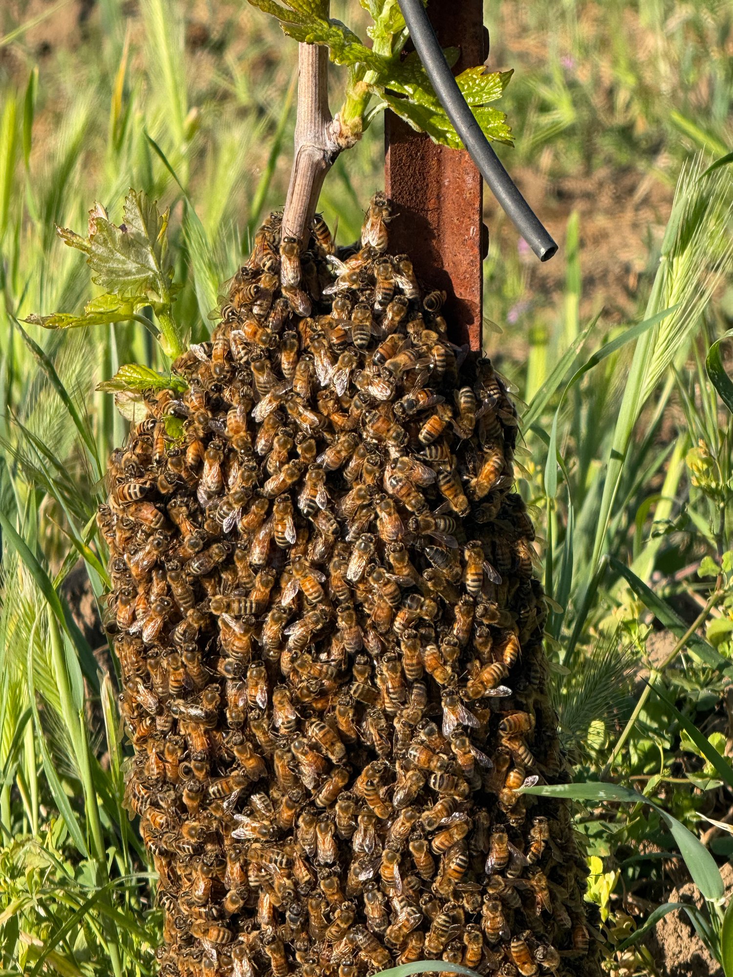 Honeybees clumped on newly planted grapevine at Anselmo Damonte Estate, Suisun Valley — supporting pollinators in the vineyard