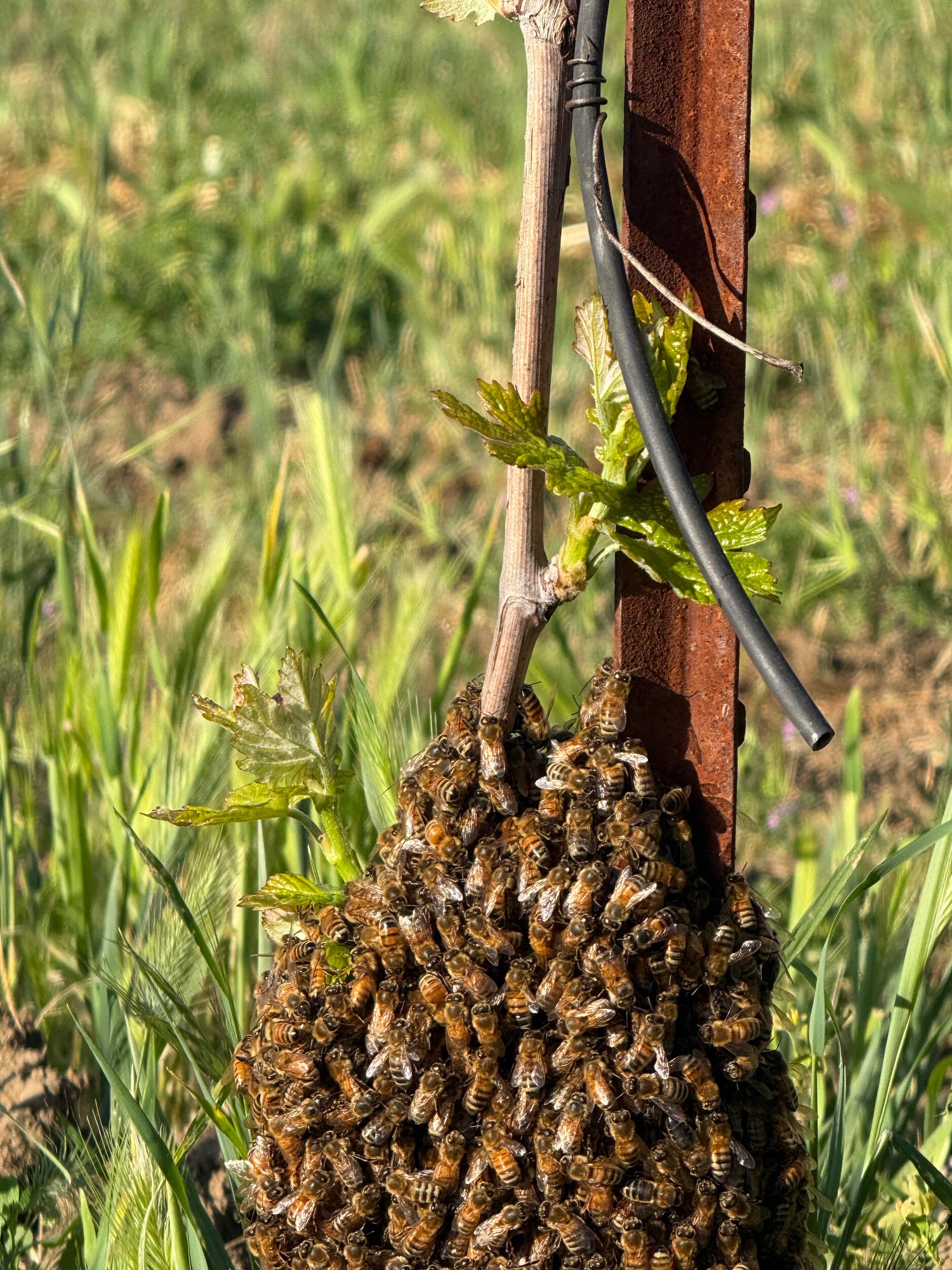 Honeybees clumped on newly planted grapevine at Anselmo Damonte Estate, Suisun Valley — farm biodiversity