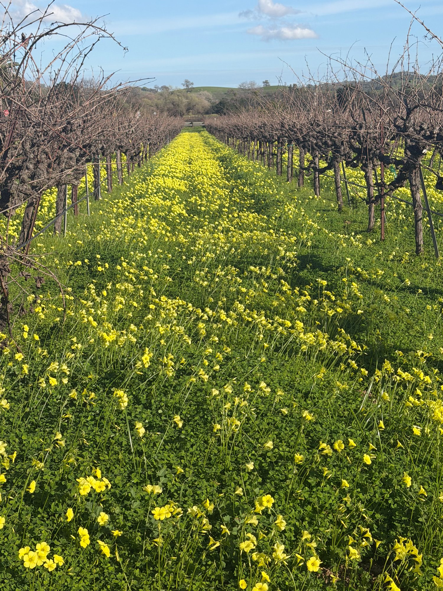 Gamay Valdiguié vineyard looking down vine rows at Anselmo Damonte Estate, Suisun Valley California
