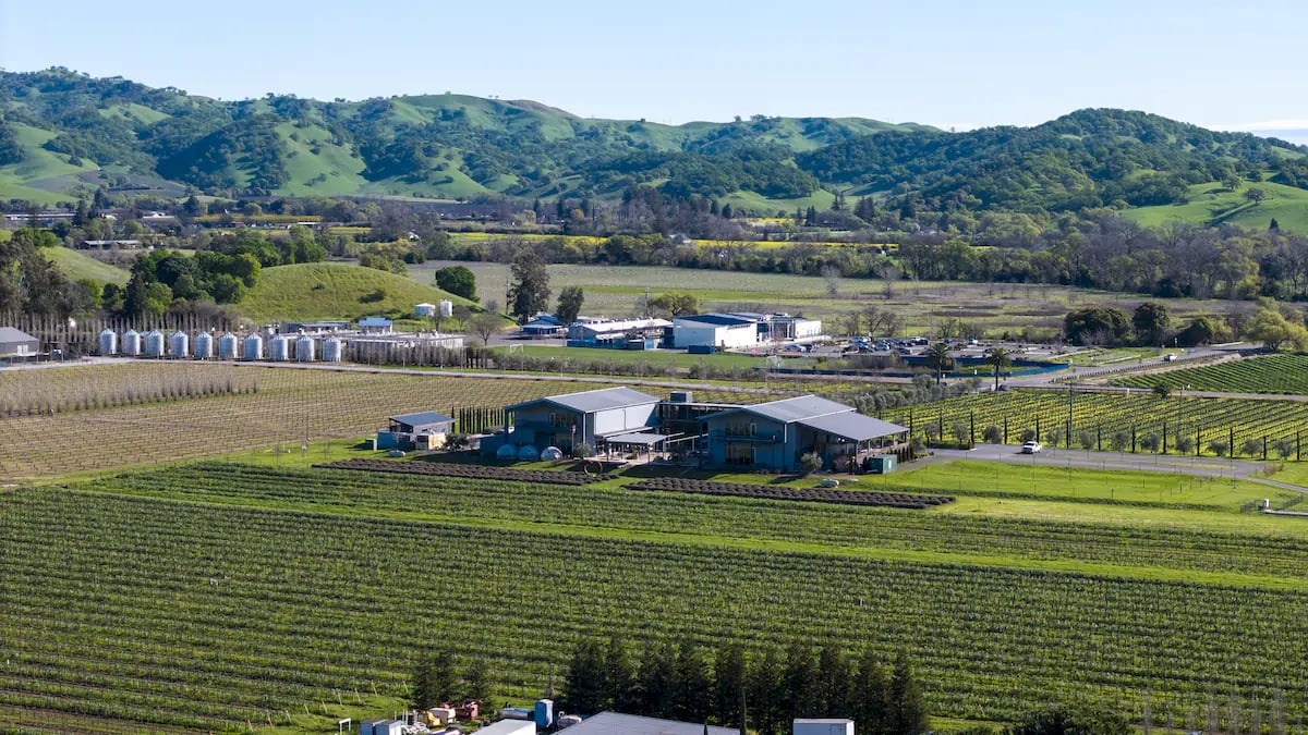 Anselmo Damonte Estate — Harvest Day