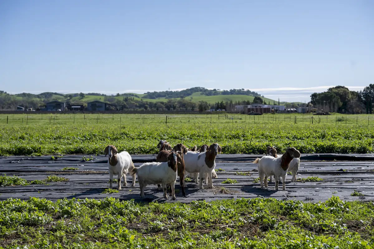 Anselmo Damonte Estate — Vineyard View