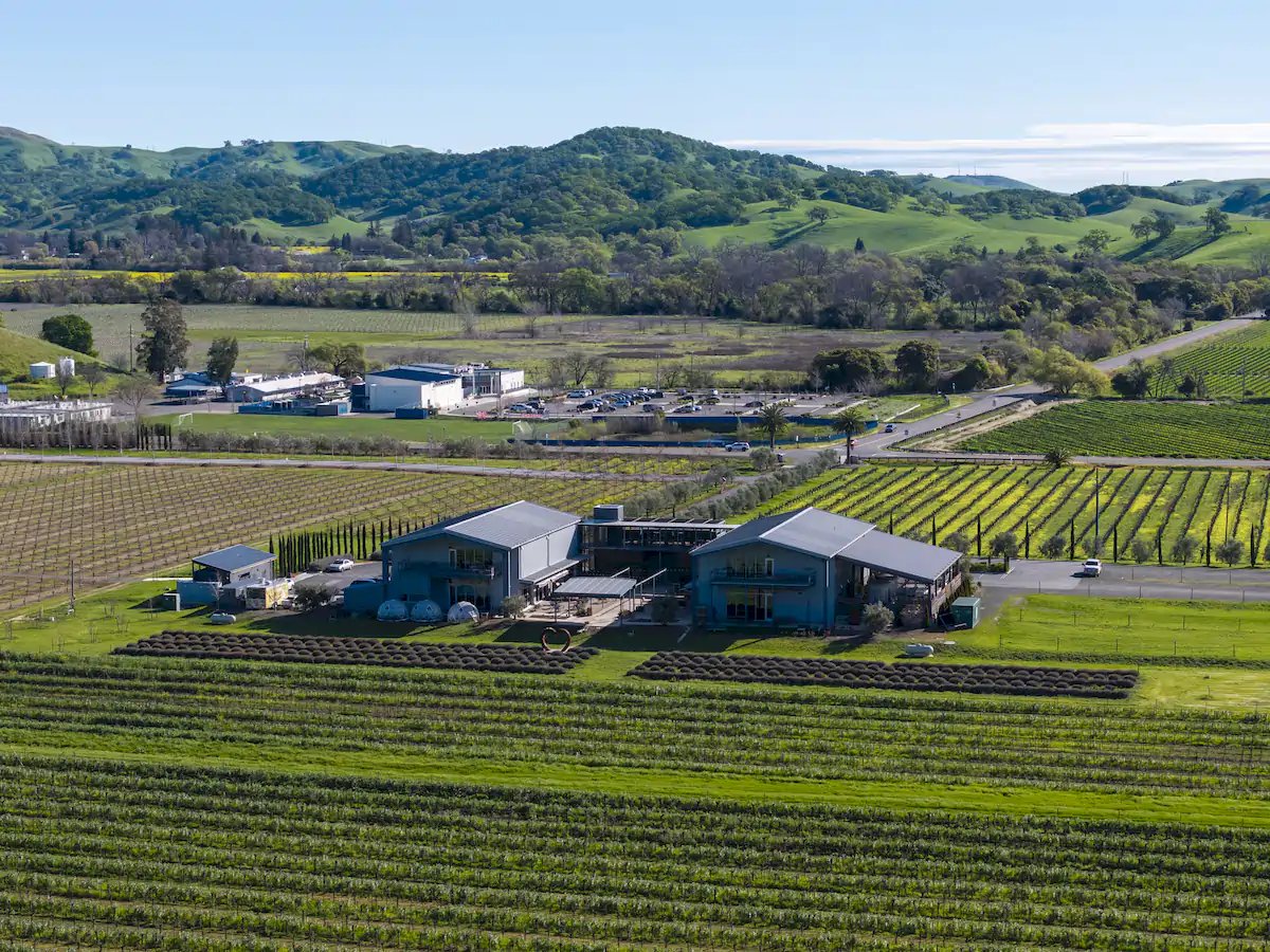 Anselmo Damonte Estate — Suisun Valley Vines