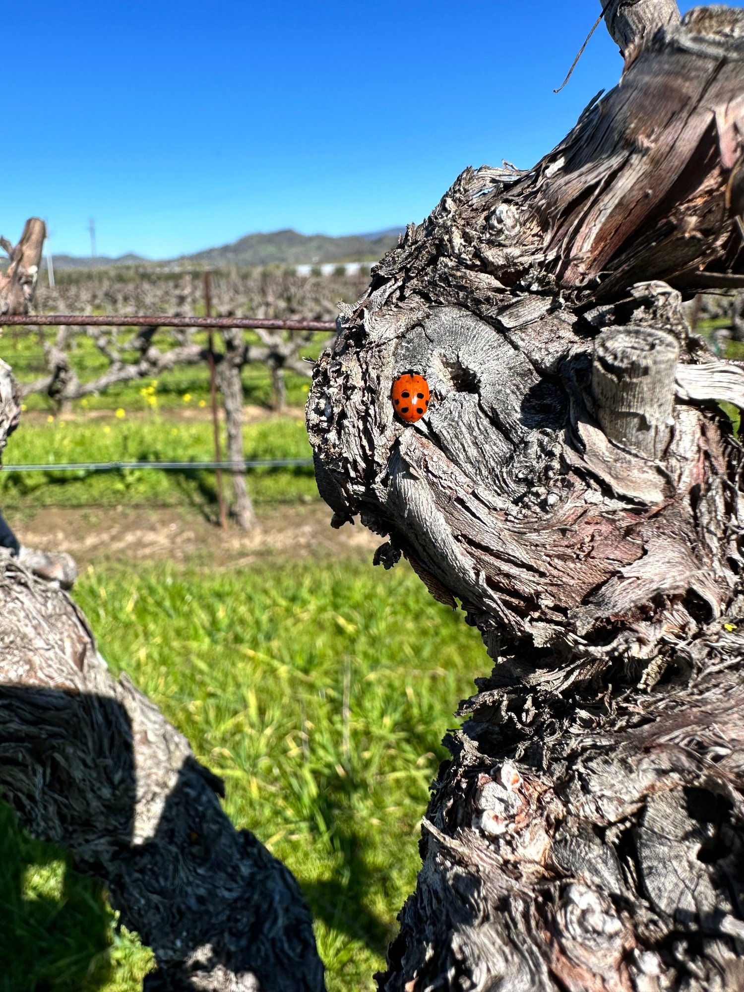 Ladybug on grapevine leaf at Anselmo Damonte Estate, Suisun Valley California — natural pest control in the vineyard