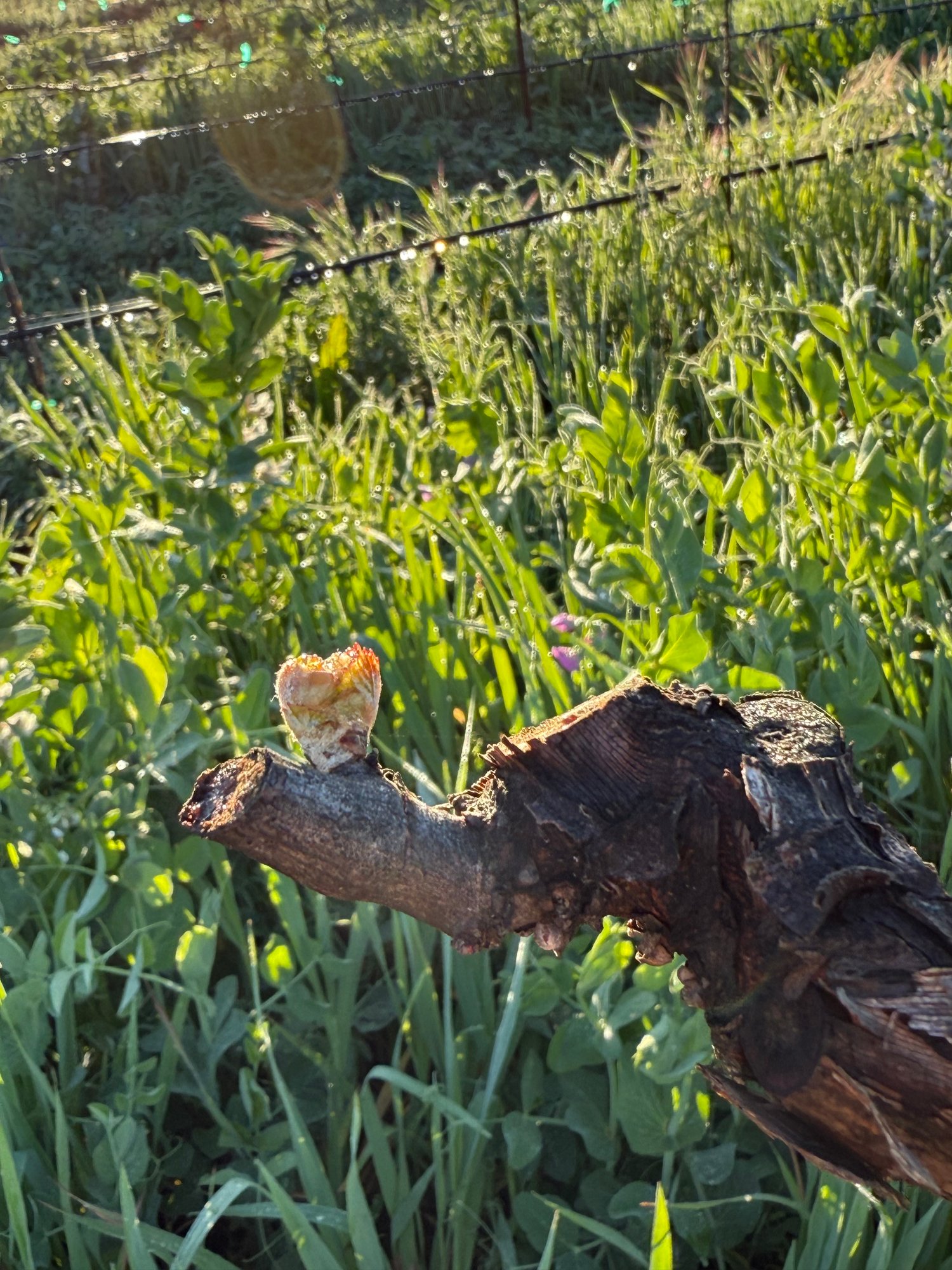 Bud break and bud swelling in spring as grapevines wake up at Anselmo Damonte Estate, Suisun Valley California