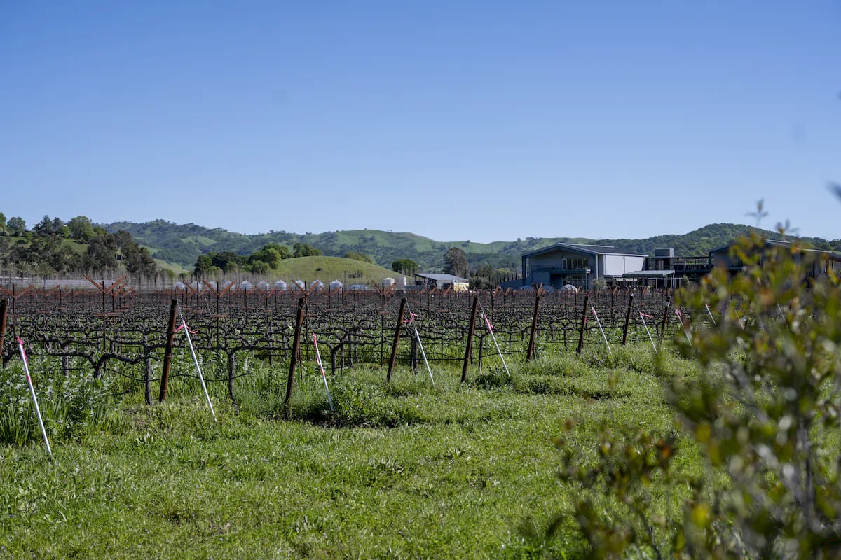 Anselmo Damonte Estate — Barrel Room