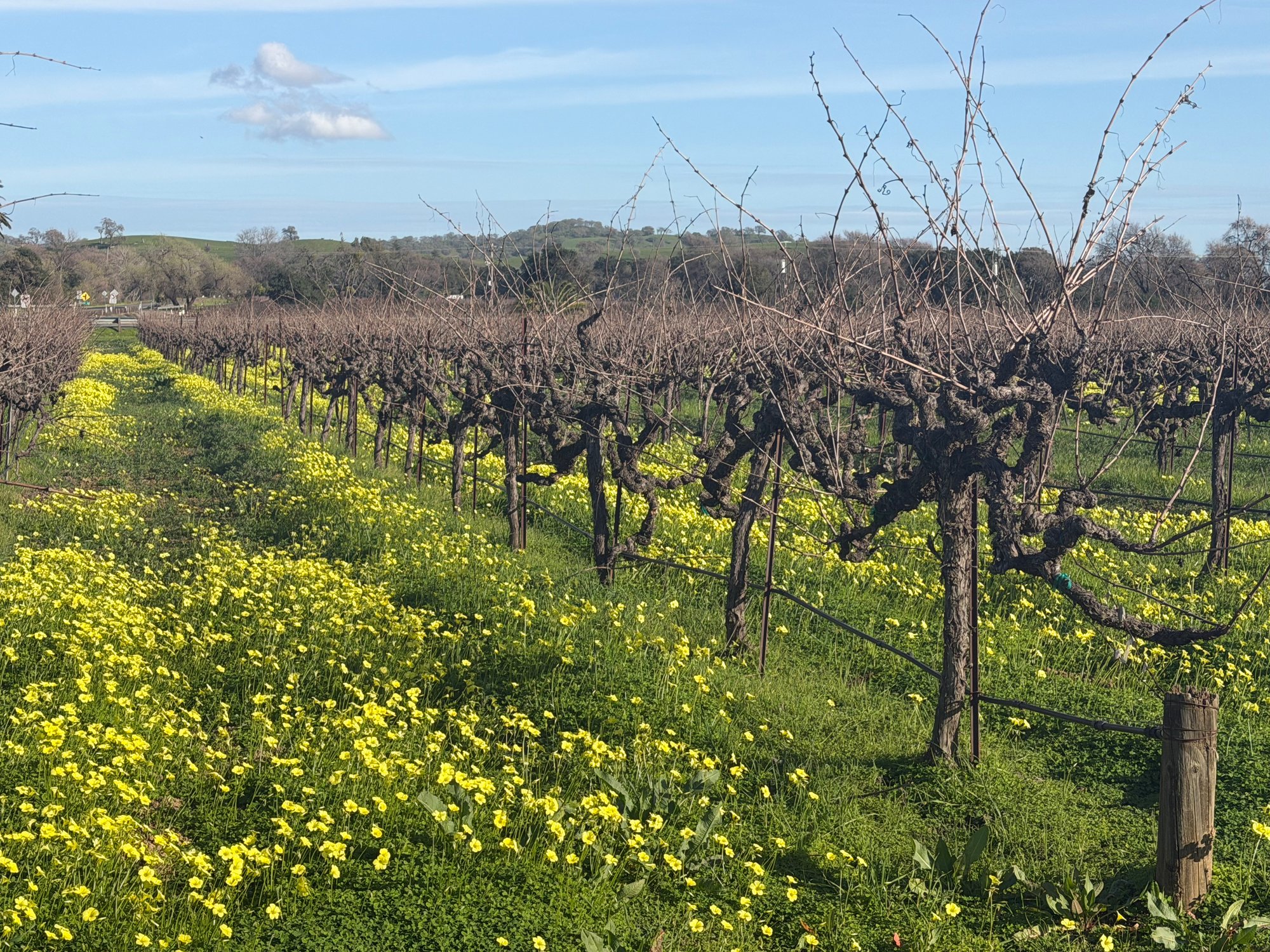 Gamay Valdiguié vineyard at Anselmo Damonte Estate, Suisun Valley California — estate grown Rosé varietals