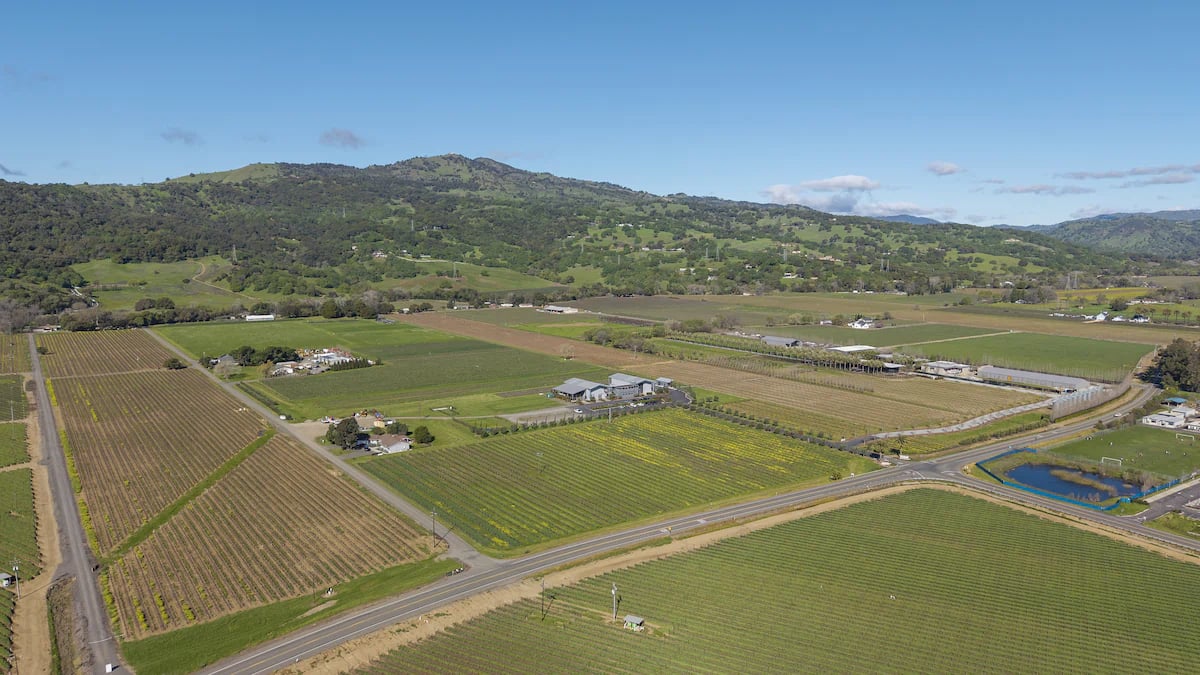 Anselmo Damonte Estate — Harvest Time