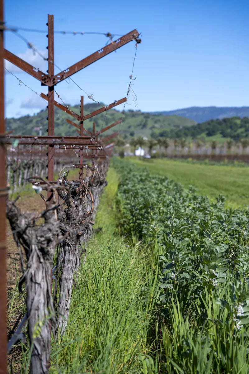 Anselmo Damonte Estate — Winery Cellar