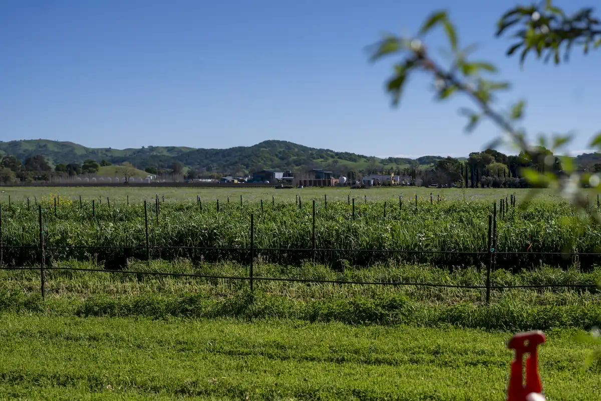 Anselmo Damonte Estate — Wine Country