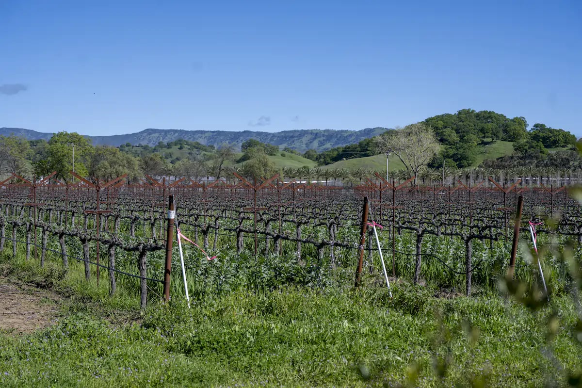 Anselmo Damonte Estate — Winery View