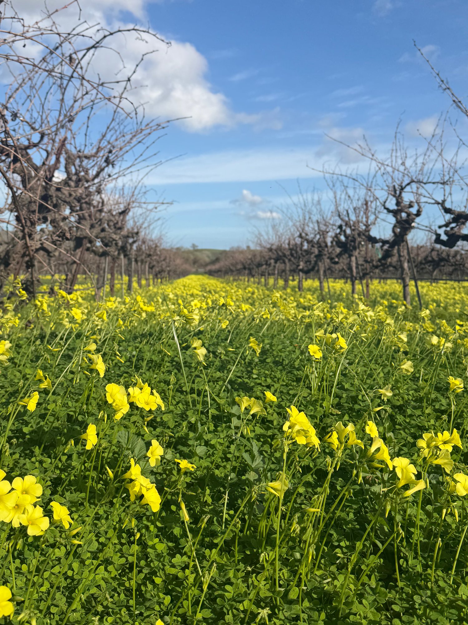 Gamay Valdiguié vineyard rows at Anselmo Damonte Estate, Suisun Valley California — old vine Valdiguié planted 1982