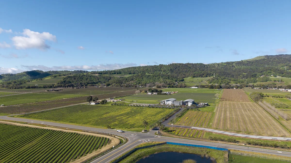 Anselmo Damonte Estate — Vineyard Detail
