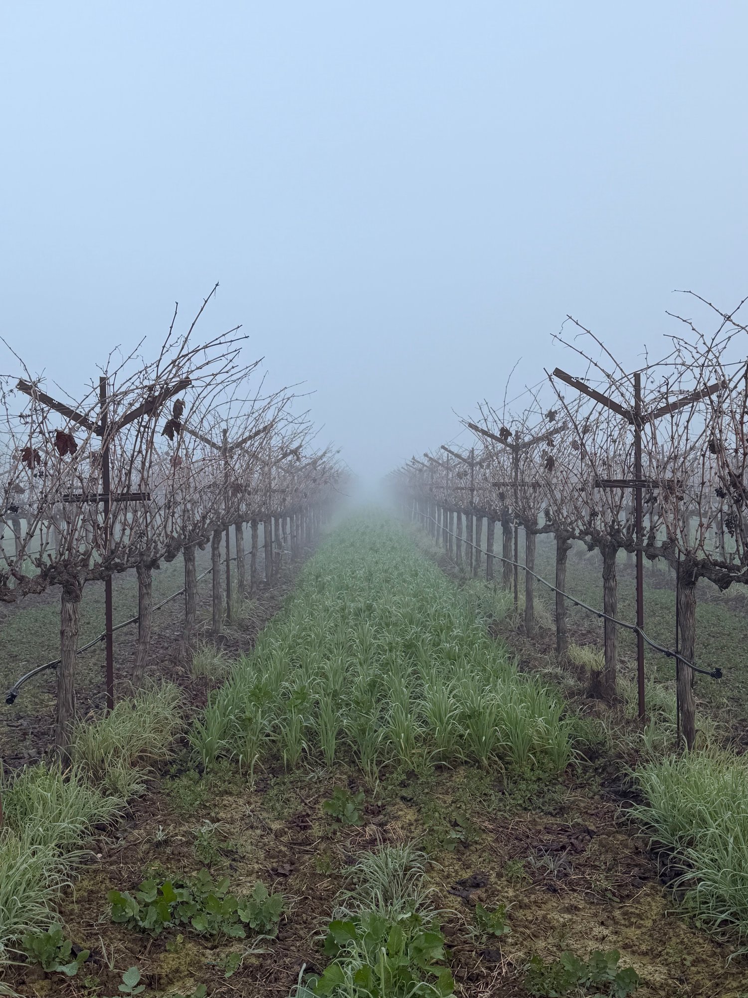 Vineyard during winter with cover crop at Anselmo Damonte Estate, Suisun Valley California — regenerative farming
