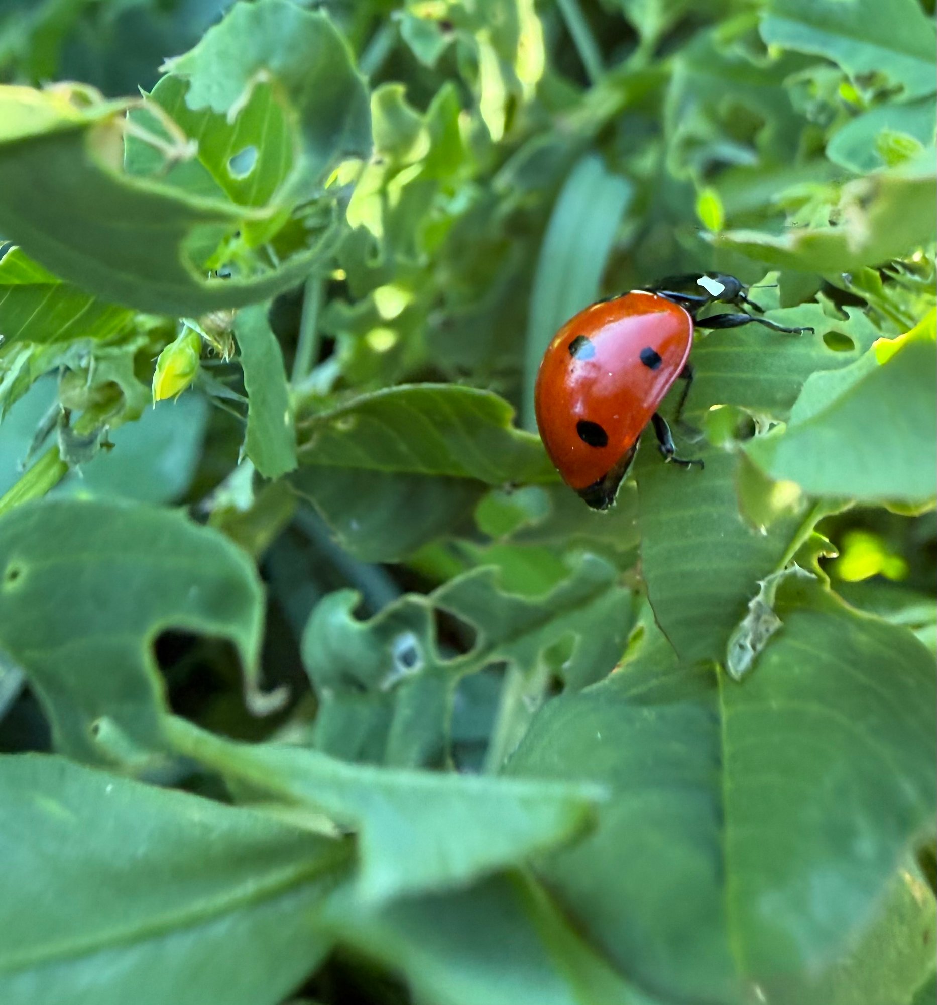 Ladybug on grapevine at Anselmo Damonte Estate, Suisun Valley — beneficial insects in estate vineyard