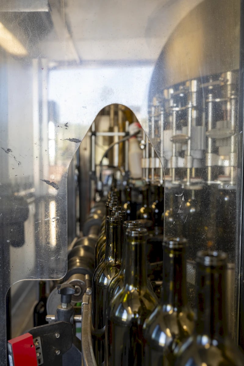 Anselmo Damonte Estate — Vineyard Sunset