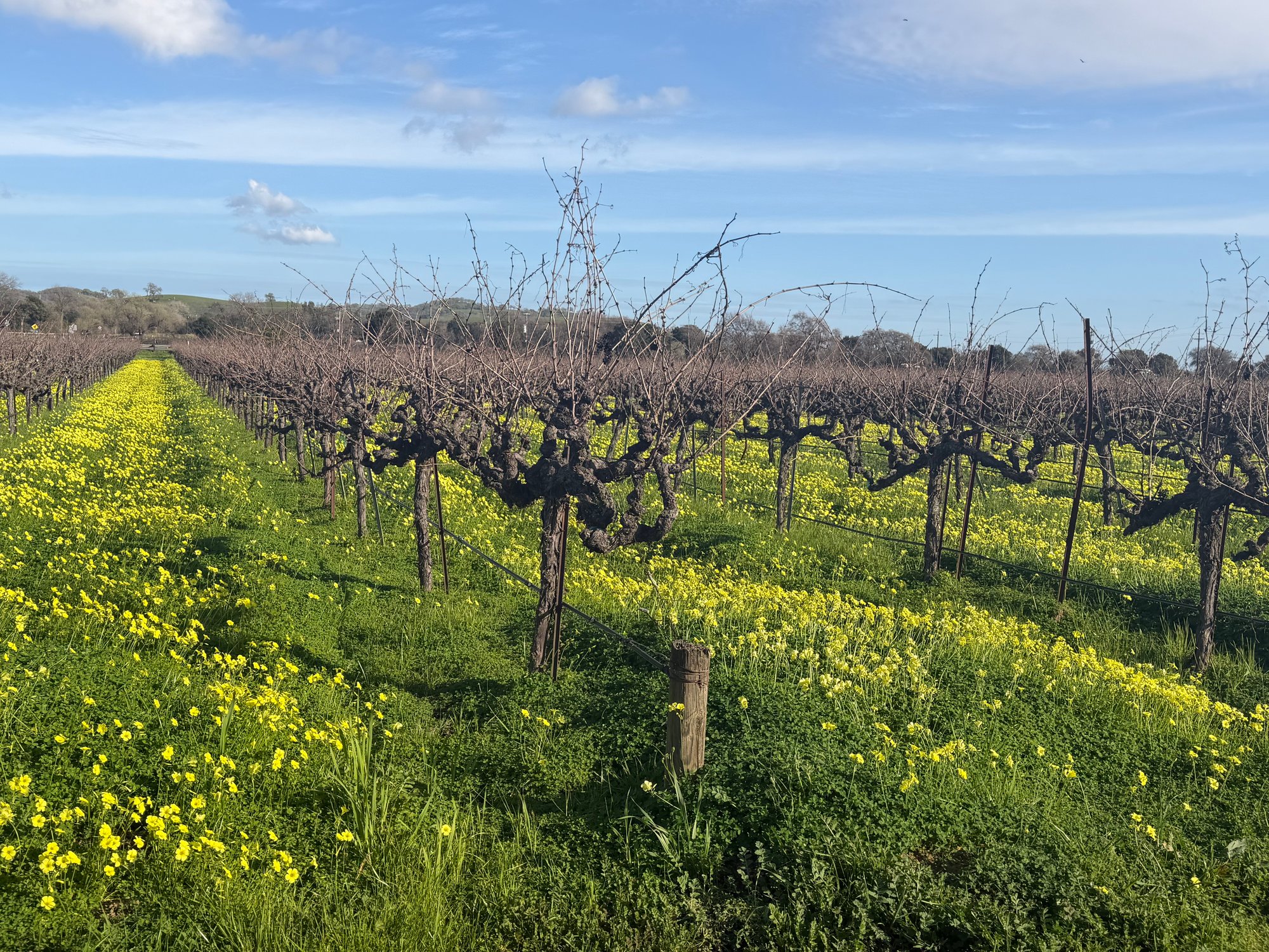 Gamay Valdiguié vineyard at Anselmo Damonte Estate, Suisun Valley California — source of the estate Rosé of Valdiguié