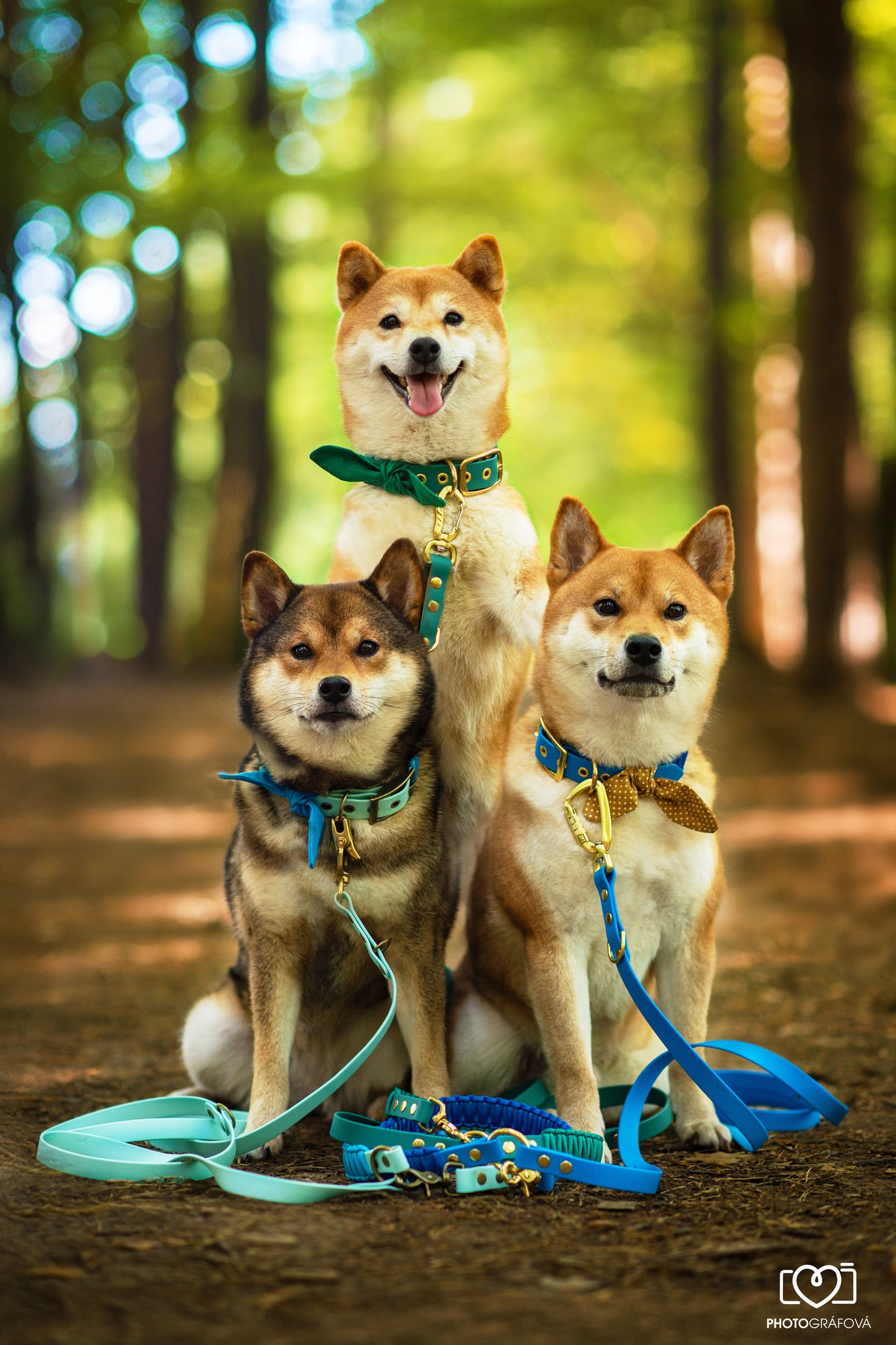 Shiba Inu — psí model