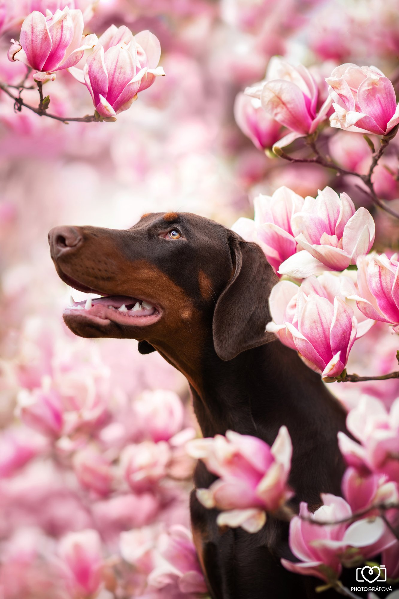 Doberman v rozkvetlé magnolii — psí portrét