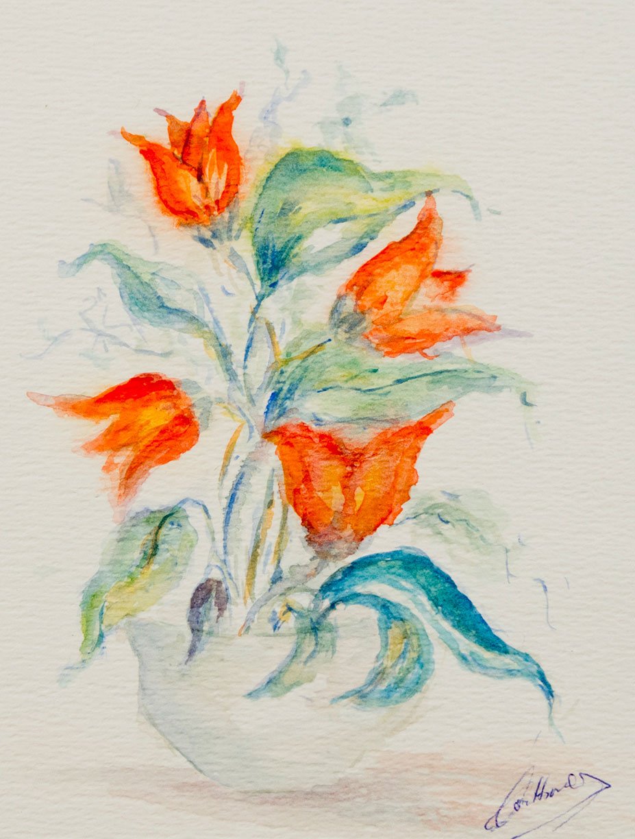 Open tulpen