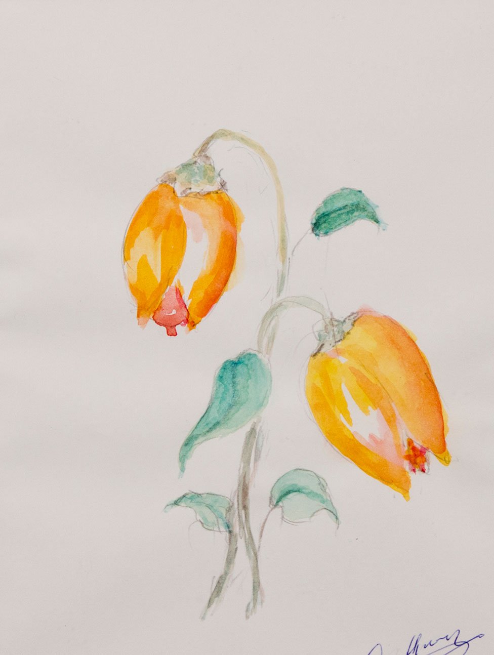 Oranje tulpen