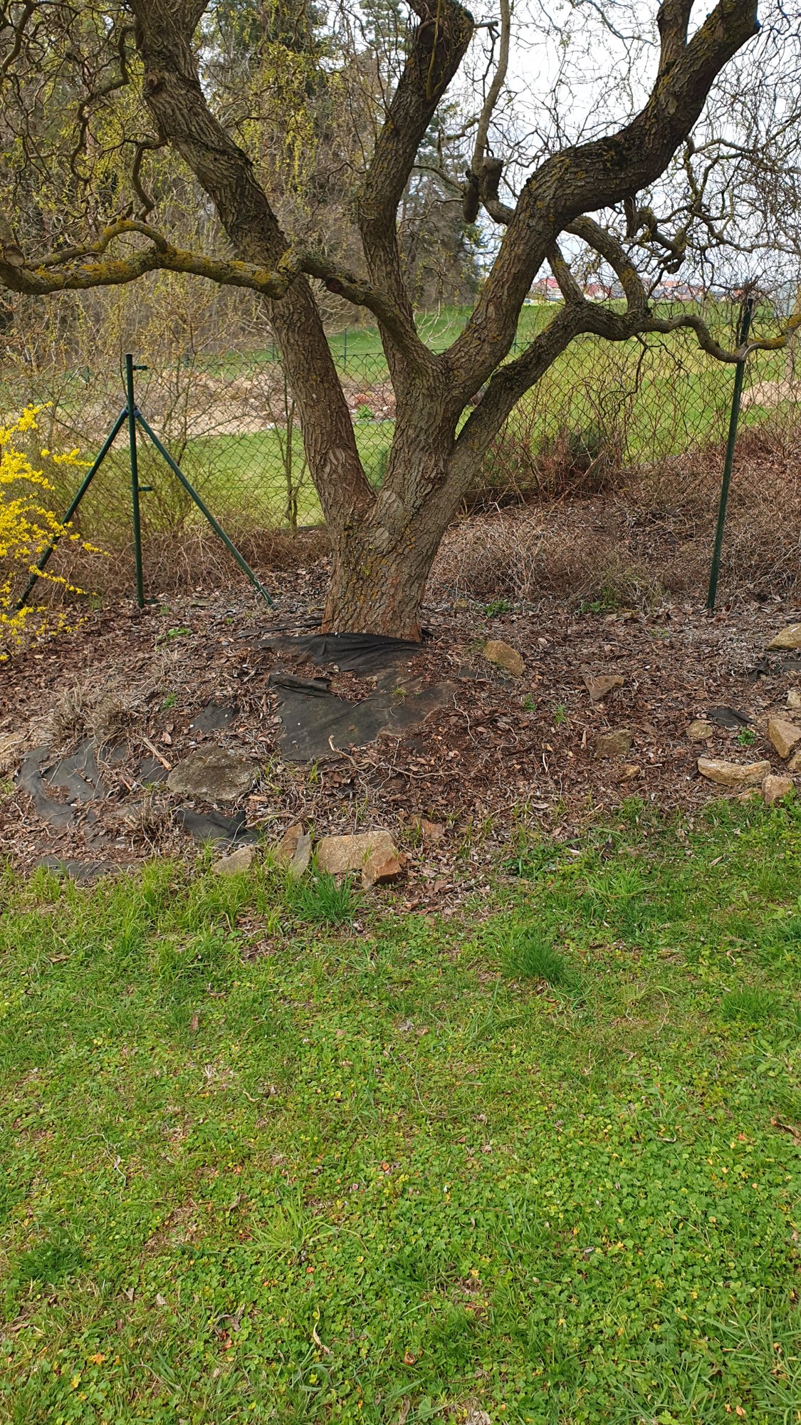 Zanedbaný záhon kolem stromu před obnovou – České Budějovice