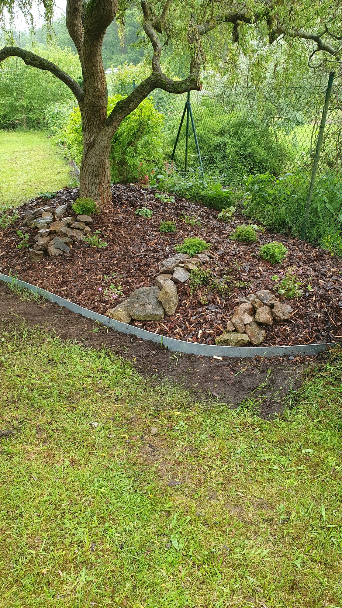 Obnovený záhon kolem stromu s mulčem – České Budějovice