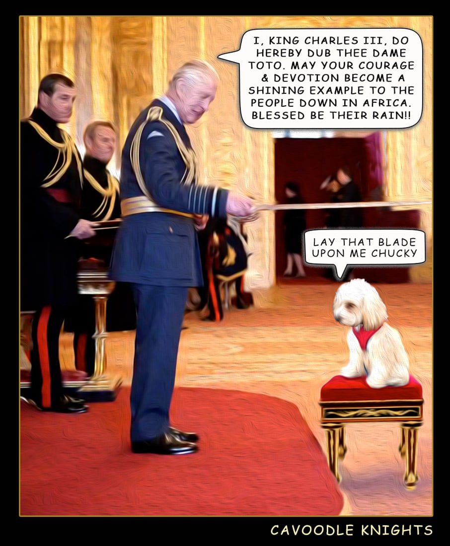 Cavoodle Knights — Polliedom cartoon by Peter Gillies