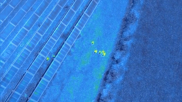 Termografisk dronefoto af får ved Hammershøj