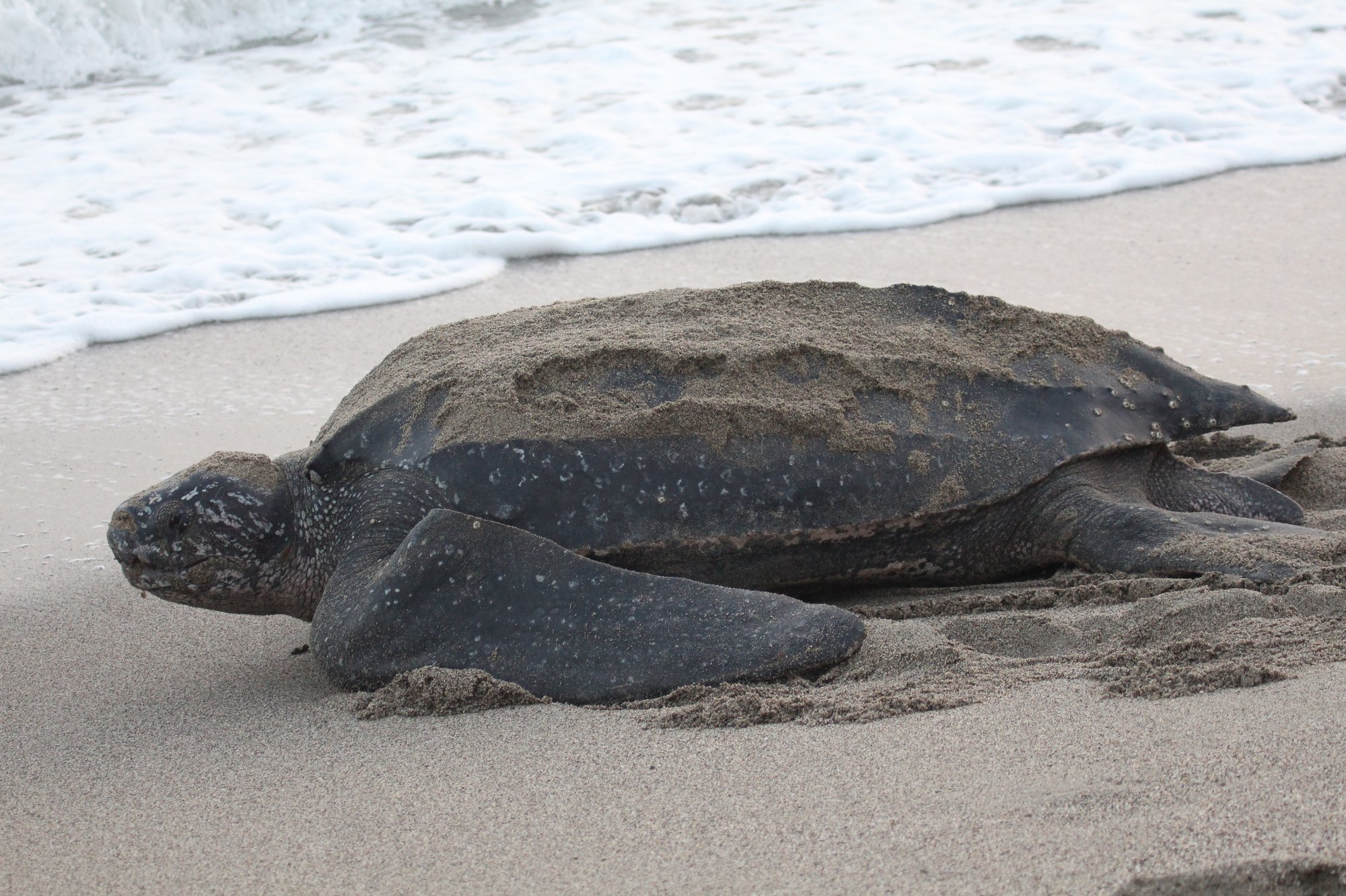 Olive ridley sea turtle hatchlings making their way to the ocean