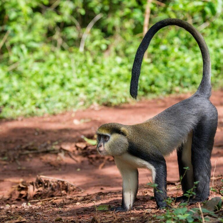 Mona monkey on forest floor showing distinctive curved tail